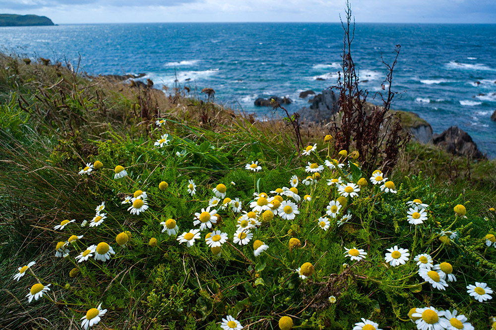 Spring flowers on the South West Coast Path